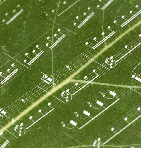 Close up de folha verde de árvore com notas musicais sobrepostas