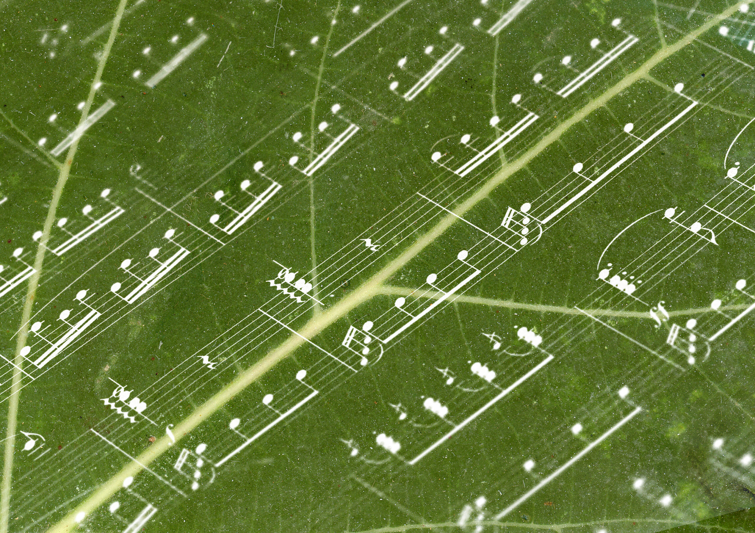 Close up de folha verde de árvore com notas musicais sobrepostas