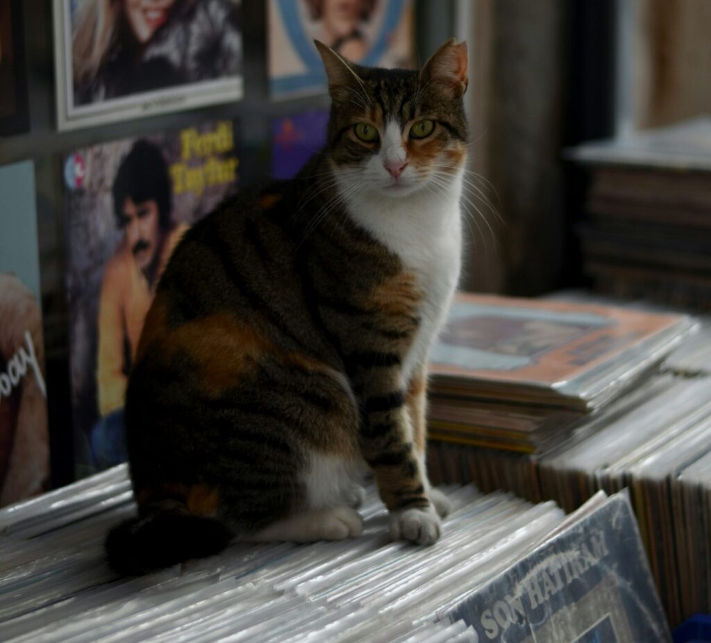 Gata malhada sentada sobre caixas de discos de vinil em uma loja, com capas de álbuns vintage expostas ao fundo